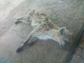 Hyena laying down in enclosure