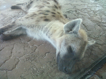hyenaResting350