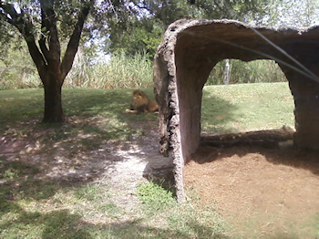 lion laying in the grass near a den